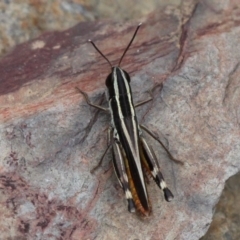 Macrotona australis at Mount Clear, ACT - 10 Feb 2018