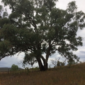 Eucalyptus bridgesiana at QPRC LGA - 10 Feb 2018 06:21 PM