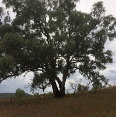 Eucalyptus bridgesiana (Apple Box) at Googong Foreshore - 10 Feb 2018 by alex_watt
