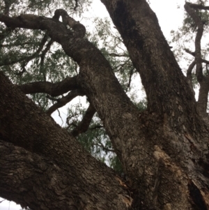 Eucalyptus bridgesiana at QPRC LGA - 10 Feb 2018 06:21 PM