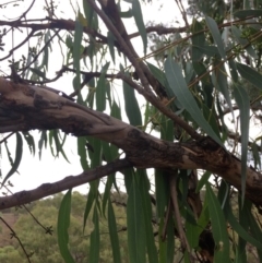 Eucalyptus bridgesiana at QPRC LGA - 10 Feb 2018 06:21 PM