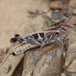 Oedaleus australis at Mount Clear, ACT - 10 Feb 2018