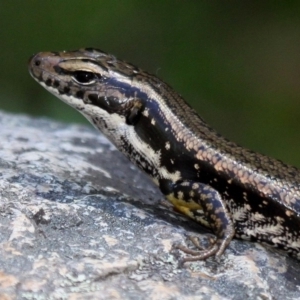 Eulamprus heatwolei at Paddys River, ACT - 18 Feb 2018