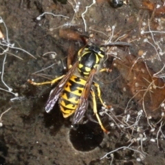 Vespula germanica (European wasp) at Paddys River, ACT - 18 Feb 2018 by HarveyPerkins