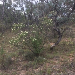 Cassinia longifolia at Burra, NSW - 10 Feb 2018 04:56 PM