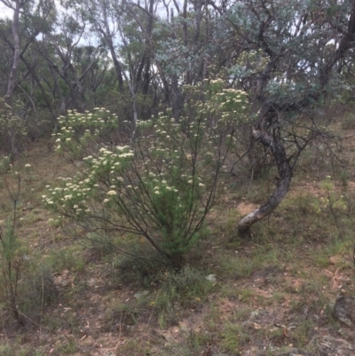 Cassinia longifolia (Shiny Cassinia, Cauliflower Bush) at Googong Foreshore - 10 Feb 2018 by alex_watt