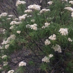 Cassinia longifolia at Burra, NSW - 10 Feb 2018 04:56 PM