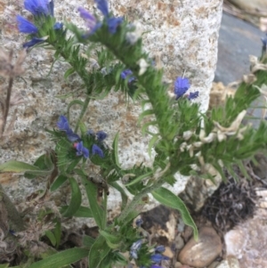 Echium vulgare at Burra, NSW - 10 Feb 2018