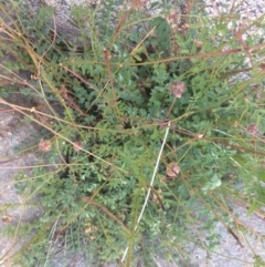 Sanguisorba minor (Salad Burnet, Sheep's Burnet) at Burra, NSW - 10 Feb 2018 by alexwatt