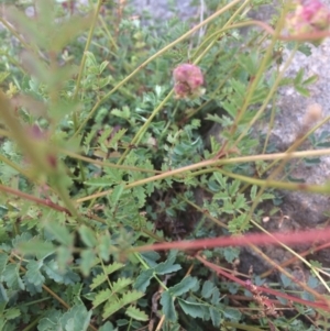 Sanguisorba minor at Burra, NSW - 10 Feb 2018 05:01 PM