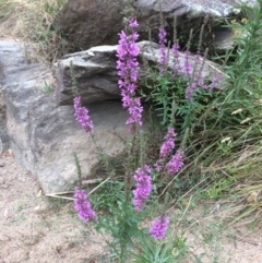 Lythrum salicaria (Purple Loosestrife) at Googong Foreshore - 10 Feb 2018 by alex_watt