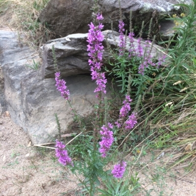 Lythrum salicaria (Purple Loosestrife) at Googong Foreshore - 10 Feb 2018 by alex_watt