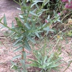 Lythrum salicaria at Burra, NSW - 10 Feb 2018