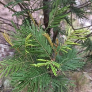 Acacia sp. at Burra, NSW - 10 Feb 2018