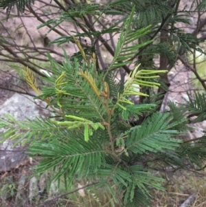 Acacia sp. at Burra, NSW - 10 Feb 2018 06:14 PM