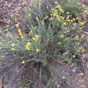 Chrysocephalum semipapposum at Burra, NSW - 10 Feb 2018