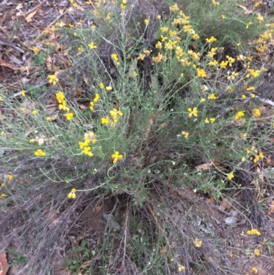 Chrysocephalum semipapposum (Clustered Everlasting) at Googong Foreshore - 10 Feb 2018 by alex_watt