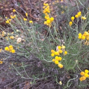 Chrysocephalum semipapposum at Burra, NSW - 10 Feb 2018