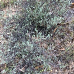 Hibbertia obtusifolia (Grey Guinea-flower) at Burra, NSW - 10 Feb 2018 by alexwatt