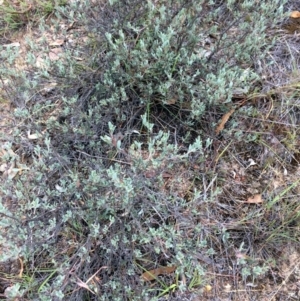 Hibbertia obtusifolia at Burra, NSW - 10 Feb 2018 06:20 PM