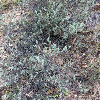 Hibbertia obtusifolia (Grey Guinea-flower) at Burra, NSW - 10 Feb 2018 by alex_watt