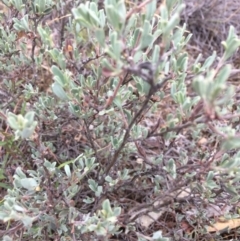 Hibbertia obtusifolia at Burra, NSW - 10 Feb 2018 06:20 PM