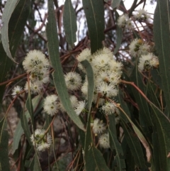 Eucalyptus bridgesiana (Apple Box) at Googong Foreshore - 10 Feb 2018 by alex_watt