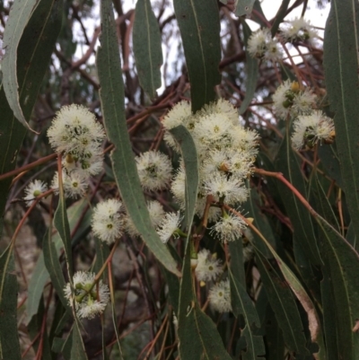 Eucalyptus bridgesiana (Apple Box) at Googong Foreshore - 10 Feb 2018 by alex_watt