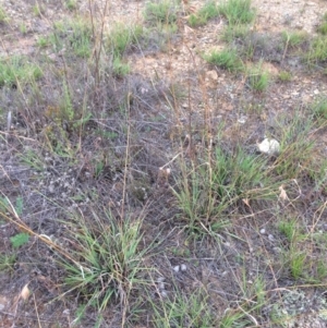 Themeda triandra at Googong Foreshore - 10 Feb 2018