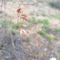 Themeda triandra at Googong Foreshore - 10 Feb 2018