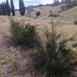 Kunzea ericoides at Burra, NSW - 10 Feb 2018 06:33 PM