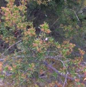 Kunzea ericoides at Burra, NSW - 10 Feb 2018 06:33 PM