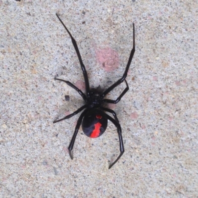 Latrodectus hasselti (Redback Spider) at Aranda, ACT - 22 Feb 2018 by KMcCue