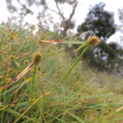 Cyperus sphaeroideus (Scented Sedge) at Conder, ACT - 5 Feb 2018 by MichaelBedingfield