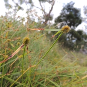 Cyperus sphaeroideus at Conder, ACT - 5 Feb 2018