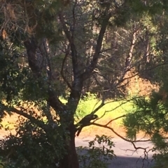 Zanda funerea (Yellow-tailed Black-Cockatoo) at Tathra Public School - 15 Feb 2018 by Rhiannon