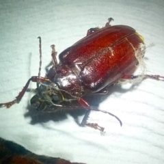 Paroplites australis (Banksia longhorn beetle) at Barragga Bay, NSW - 22 Feb 2018 by narelle