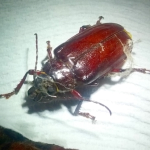 Paroplites australis at Barragga Bay, NSW - 23 Feb 2018 03:49 AM