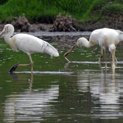 Platalea flavipes (Yellow-billed Spoonbill) at Fyshwick, ACT - 22 Feb 2018 by RodDeb