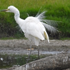 Ardea alba at Fyshwick, ACT - 22 Feb 2018 12:57 PM