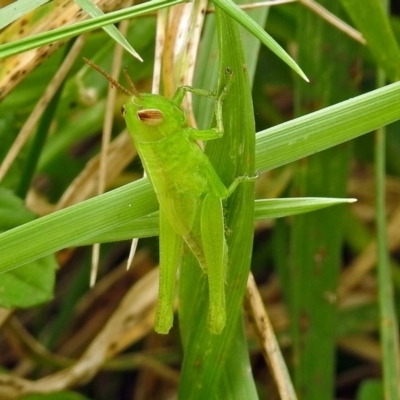 Schizobothrus flavovittatus (Disappearing Grasshopper) at Jerrabomberra Wetlands - 22 Feb 2018 by RodDeb