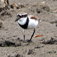 Charadrius melanops (Black-fronted Dotterel) at Fyshwick, ACT - 22 Feb 2018 by RodDeb