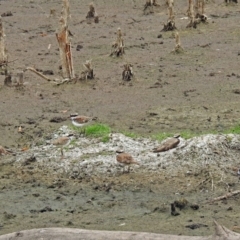 Charadrius melanops at Fyshwick, ACT - 22 Feb 2018 01:53 PM