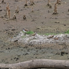 Charadrius melanops at Fyshwick, ACT - 22 Feb 2018 01:53 PM