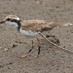 Charadrius melanops at Fyshwick, ACT - 22 Feb 2018 01:53 PM