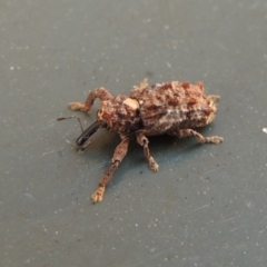 Orthorhinus klugii (Vine weevil) at Conder, ACT - 7 Feb 2018 by michaelb