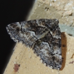 Gastrina cristaria at Conder, ACT - 8 Feb 2018 12:20 AM