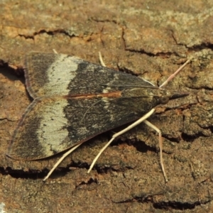 Uresiphita ornithopteralis at Conder, ACT - 5 Feb 2018