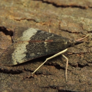 Uresiphita ornithopteralis at Conder, ACT - 5 Feb 2018