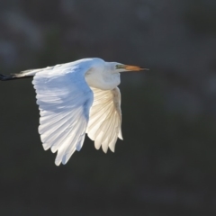 Ardea alba (Great Egret) at Merimbula, NSW - 23 Feb 2018 by Leo